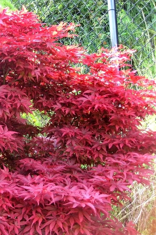 Fireglow Red Leaf Japanese Maple - 3 Gallon Pot - Image 6