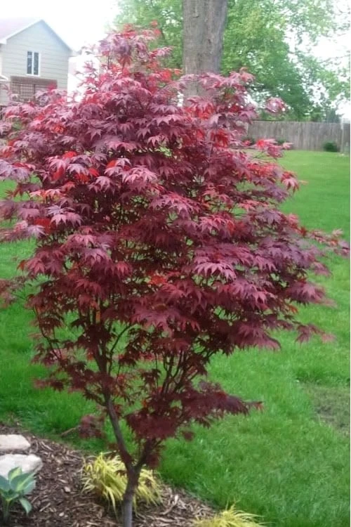 Fireglow Red Leaf Japanese Maple - 3 Gallon Pot - Image 5