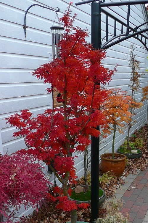 Lions Head Japanese Maple - Acer Palmatum 'Shishigashira' - 1 Gallon Pot - Image 8