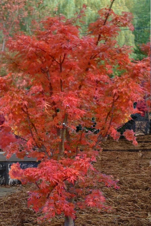 Lions Head Japanese Maple - Acer Palmatum 'Shishigashira' - 1 Gallon Pot - Image 6