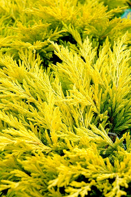 Limeglow Golden Andorra Compact Juniper - 1 Gallon Pot