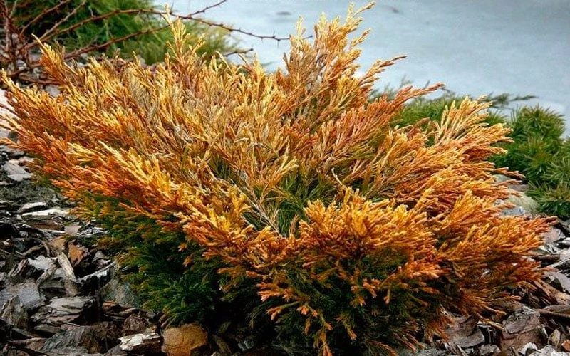 Limeglow Golden Andorra Compact Juniper - 3 Gallon Pot - Image 6