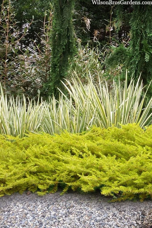 All Gold Golden Pacific Juniper - 6 Pack Of 1 Gallon Pots - Image 8