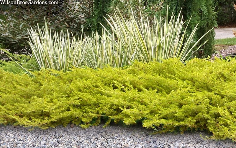 All Gold Golden Pacific Juniper - 6 Pack Of 1 Gallon Pots - Image 4