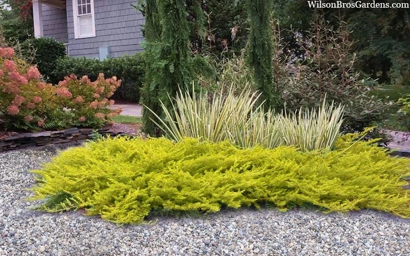 All Gold Golden Pacific Juniper - 6 Pack Of 1 Gallon Pots - Image 5