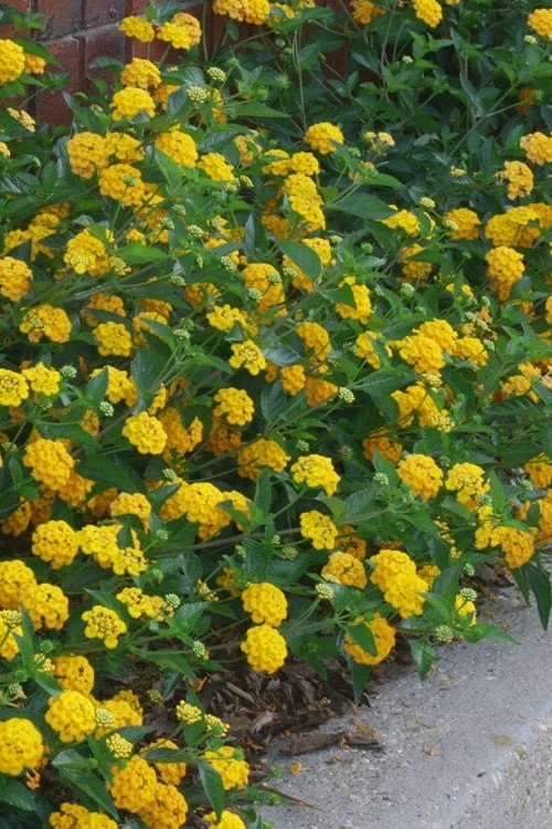 New Gold Hardy Lantana - 6 Pack Of 1 Gallon Pots - Image 4