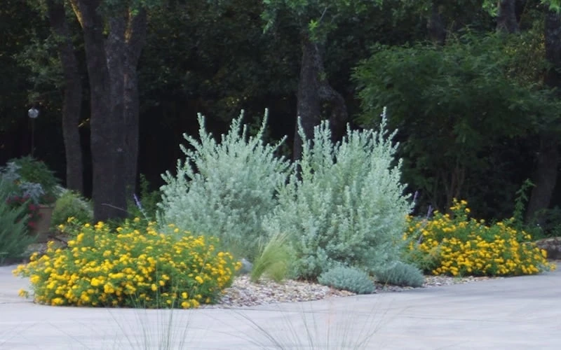 New Gold Hardy Lantana - 6 Pack Of 1 Gallon Pots - Image 5