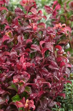 Twisting Red Leucothoe (Fetterbush) - 1 Gallon Pot