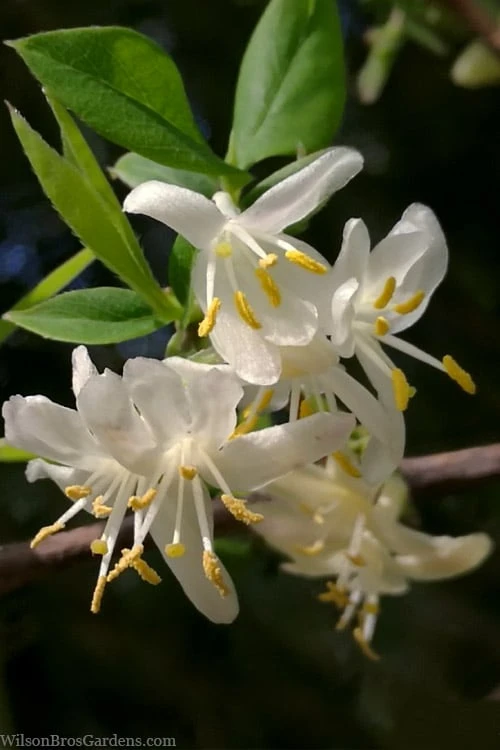 Fragrant Winter Honeysuckle Bush (Lonicera Fragrantissima) - 1 Gallon Pot