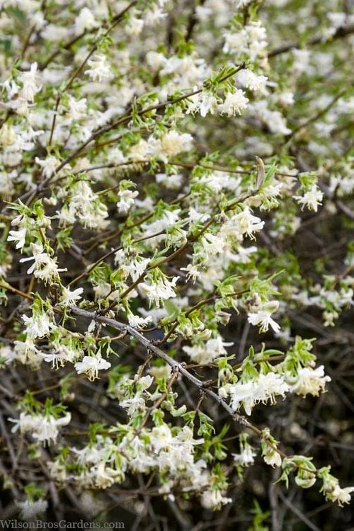 Fragrant Winter Honeysuckle Bush (Lonicera Fragrantissima) - 1 Gallon Pot - Image 4