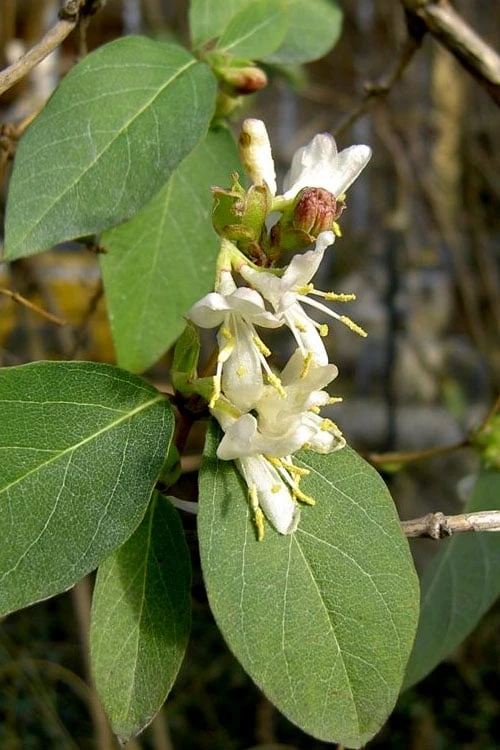 Fragrant Winter Honeysuckle Bush (Lonicera Fragrantissima) - 1 Gallon Pot - Image 8