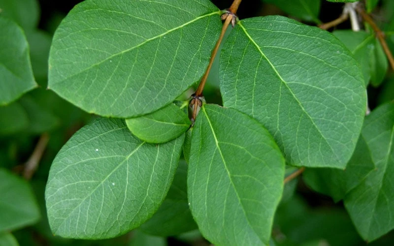 Fragrant Winter Honeysuckle Bush (Lonicera Fragrantissima) - 1 Gallon Pot - Image 9