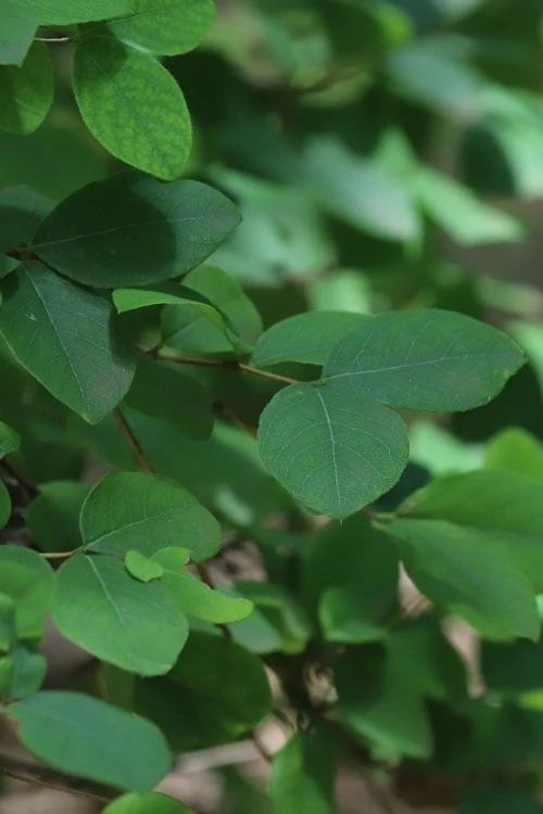 Fragrant Winter Honeysuckle Bush (Lonicera Fragrantissima) - 1 Gallon Pot - Image 6