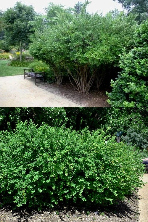 Fragrant Winter Honeysuckle Bush (Lonicera Fragrantissima) - 1 Gallon Pot - Image 5