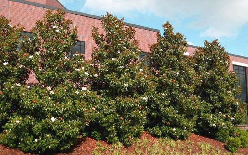Little Gem Dwarf Southern Magnolia - 7 Gallon Pot (3-4') - Image 4