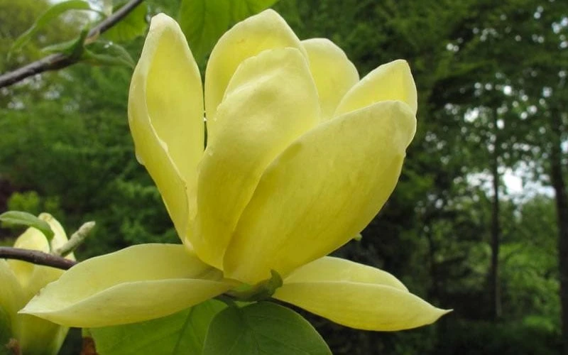 Lois Yellow Magnolia (Tulip Tree) - 7 Gallon Pot (5-6') - Image 5