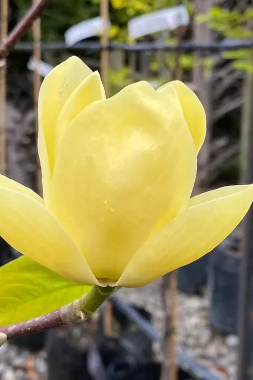 Lois Yellow Magnolia (Tulip Tree) - 7 Gallon Pot (5-6') - Image 9
