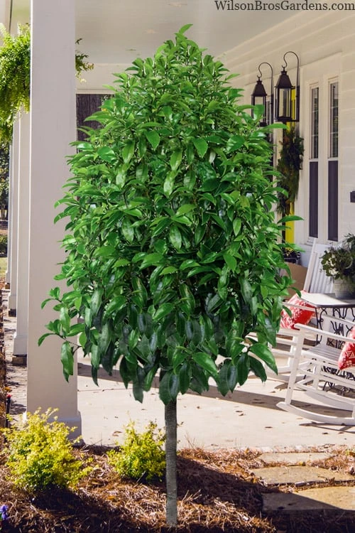 Stellar Ruby Magnolia Single Trunk Tree (Banana Shrub Hybrid) - 7 Gallon Pot (3-4') - Image 4