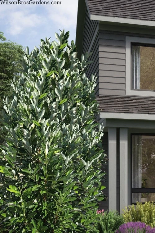 Silver Mist Sweetbay Magnolia - 3 Gallon Pot - Image 4