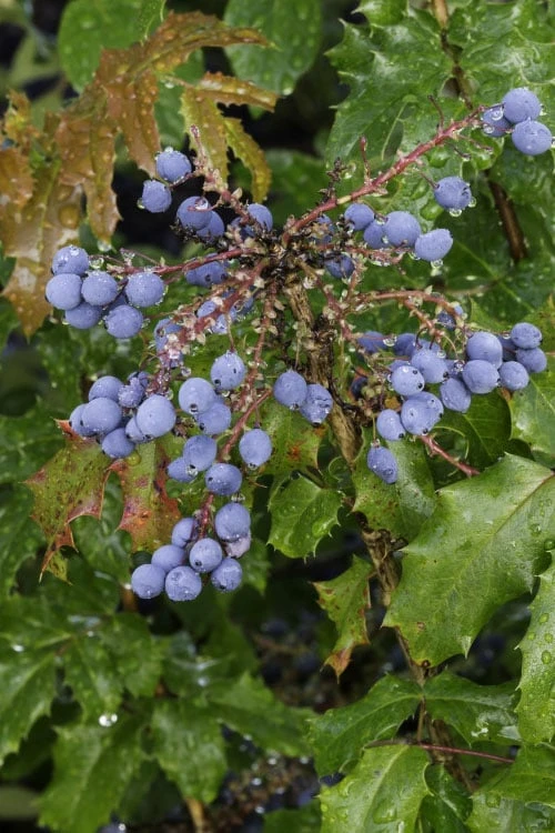 Creeping Oregon Grape (Mahonia Repens) - 1 Gallon Pot - Image 8