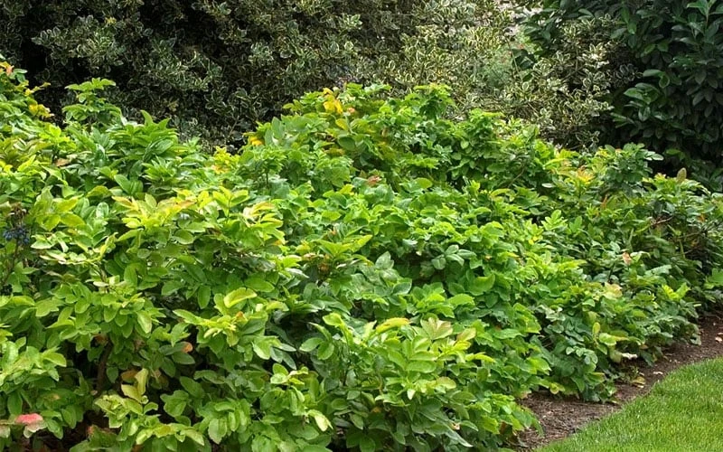 Creeping Oregon Grape (Mahonia Repens) - 1 Gallon Pot - Image 4