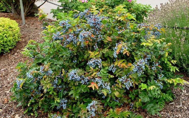 Creeping Oregon Grape (Mahonia Repens) - 1 Gallon Pot - Image 5