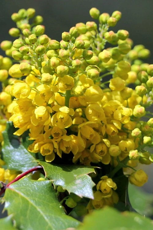 Creeping Oregon Grape (Mahonia Repens) - 1 Gallon Pot - Image 9