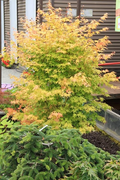 Bihou Yellow Bark Japanese Maple - 1 Gallon Pot - Image 6