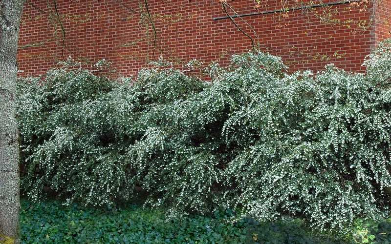 Delavay Tea Olive (Osmanthus Delavayi) - 2 Gallon Pot - Image 6