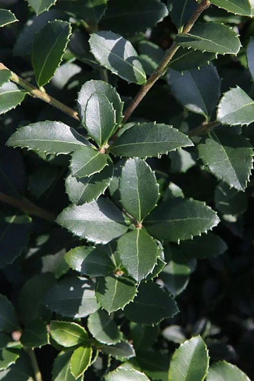 Delavay Tea Olive (Osmanthus Delavayi) - 2 Gallon Pot - Image 7