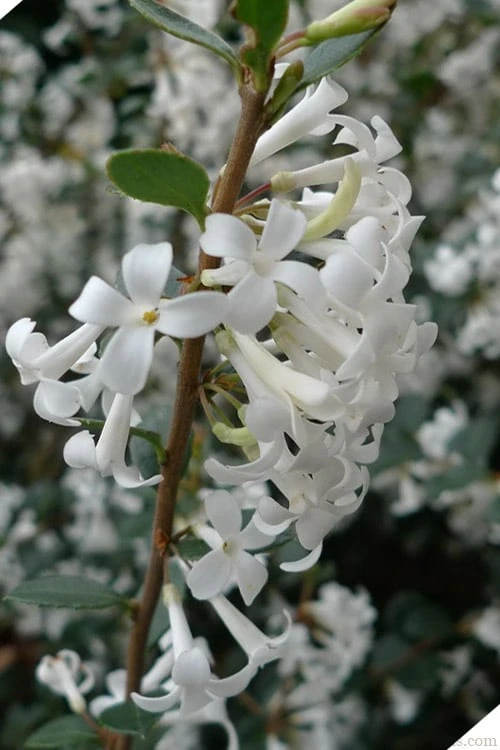 Delavay Tea Olive (Osmanthus Delavayi) - 2 Gallon Pot - Image 8