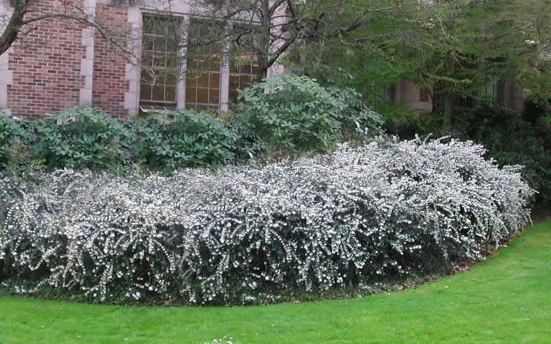 Delavay Tea Olive (Osmanthus Delavayi) - 2 Gallon Pot - Image 4