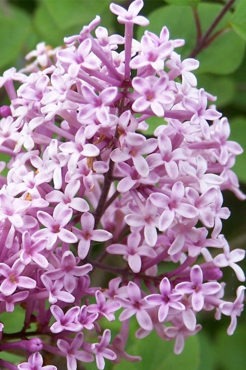 Palibin Dwarf Lilac Bush - 3 Gallon Pot - Image 6