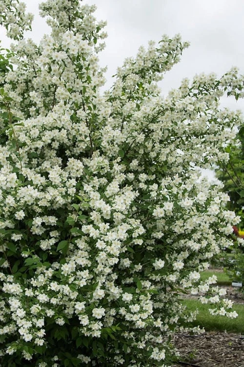 Blizzard Mock Orange (Philadelphus) - 5 Gallon Pot - Image 5