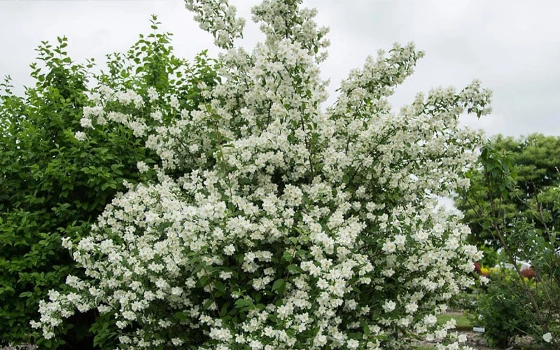 Blizzard Mock Orange (Philadelphus) - 5 Gallon Pot - Image 7
