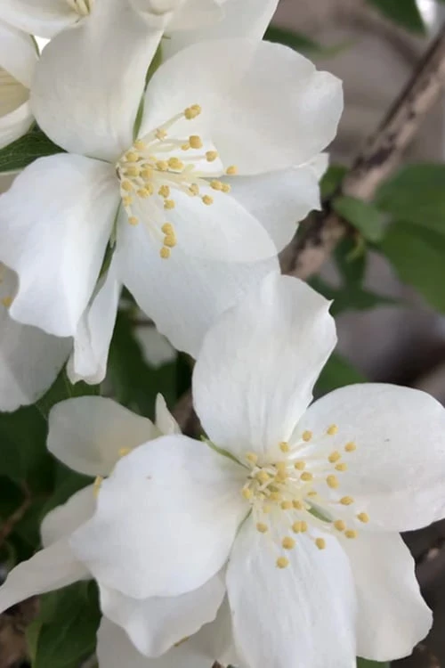 Blizzard Mock Orange (Philadelphus) - 5 Gallon Pot - Image 6