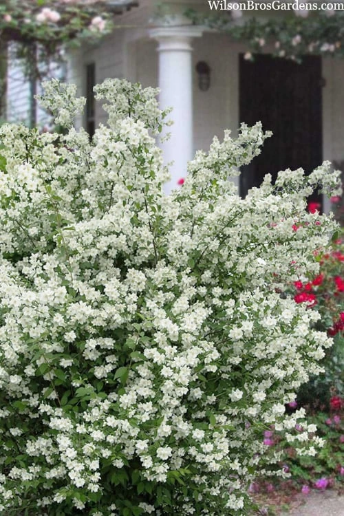 Blizzard Mock Orange (Philadelphus) - 5 Gallon Pot