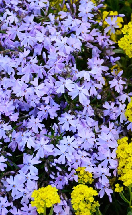 Blue Creeping Phlox - 6 Pack Of 1 Gallon Pots - Image 6