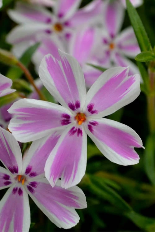 Candy Stripe Creeping Phlox - 5 Pack Of Quart Pots - Image 4