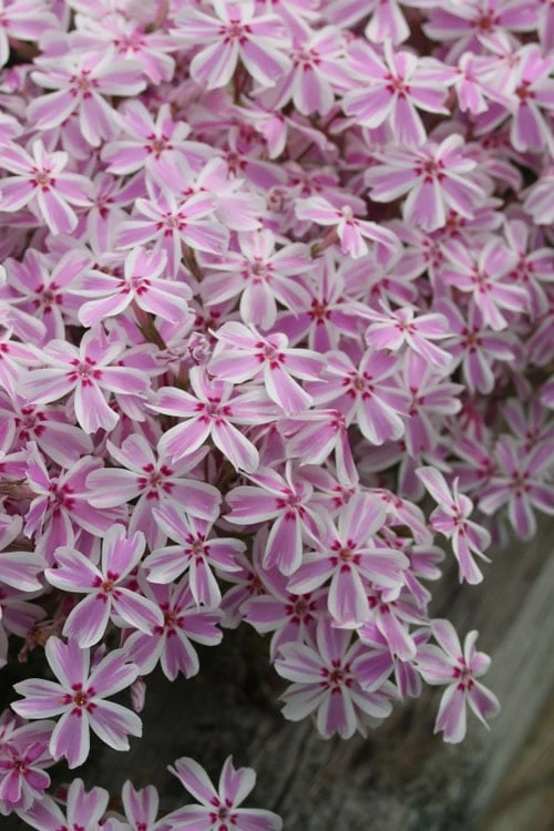 Candy Stripe Creeping Phlox - 5 Pack Of Quart Pots - Image 5
