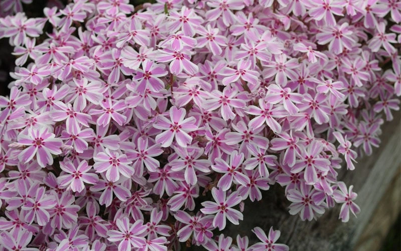 Candy Stripe Creeping Phlox - 5 Pack Of Quart Pots - Image 6