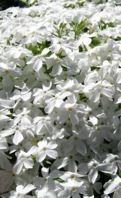 White Creeping Phlox - 1 Gallon Pot