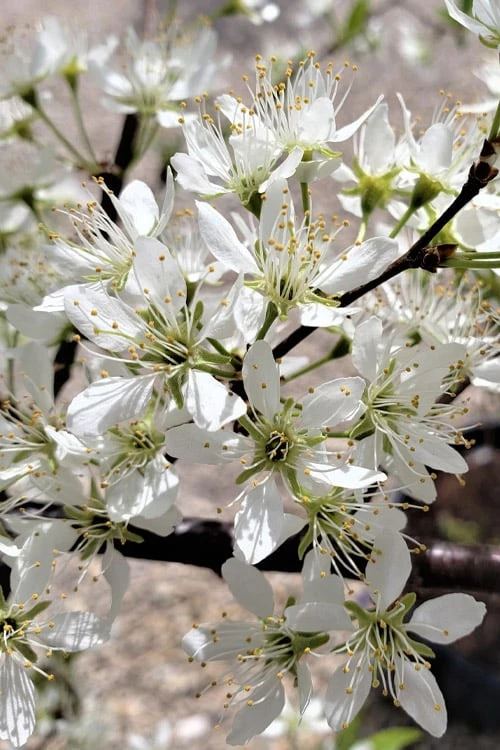 American Wild Plum Tree (Prunus Americana) - 3 Gallon Pot - Image 4