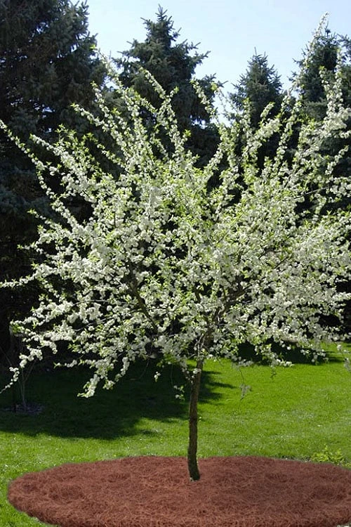 American Wild Plum Tree (Prunus Americana) - 3 Gallon Pot - Image 6