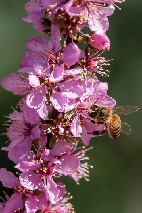 Pink Flowering Afghan Bush Cherry (Prunus Jacquemontii) - 3 Gallon Pot - Image 4