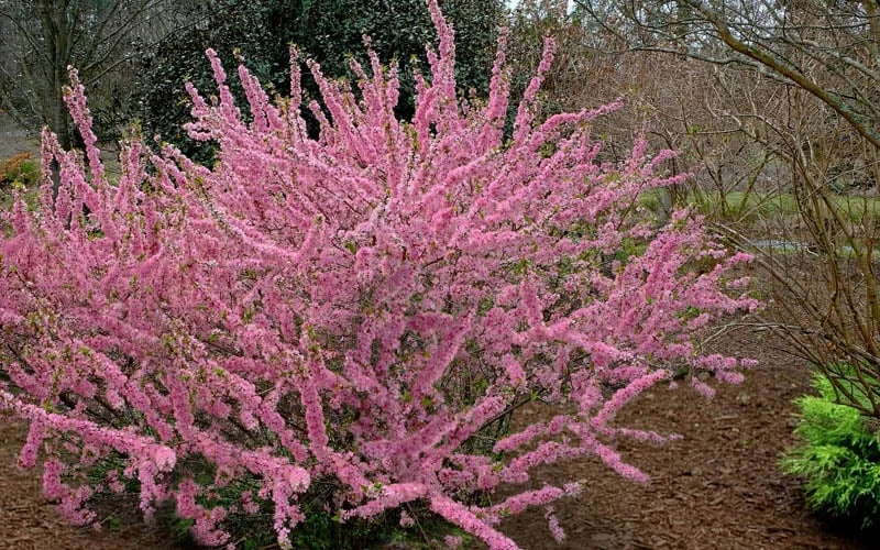 Pink Flowering Afghan Bush Cherry (Prunus Jacquemontii) - 3 Gallon Pot - Image 5