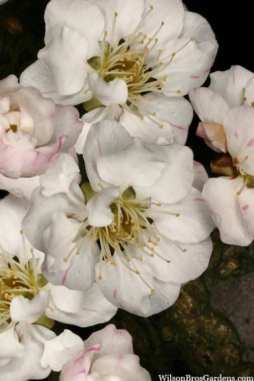 Fragrant Snow Japanese Flowering Apricot (Prunus Mume) - 2 Gallon Pot - Image 6