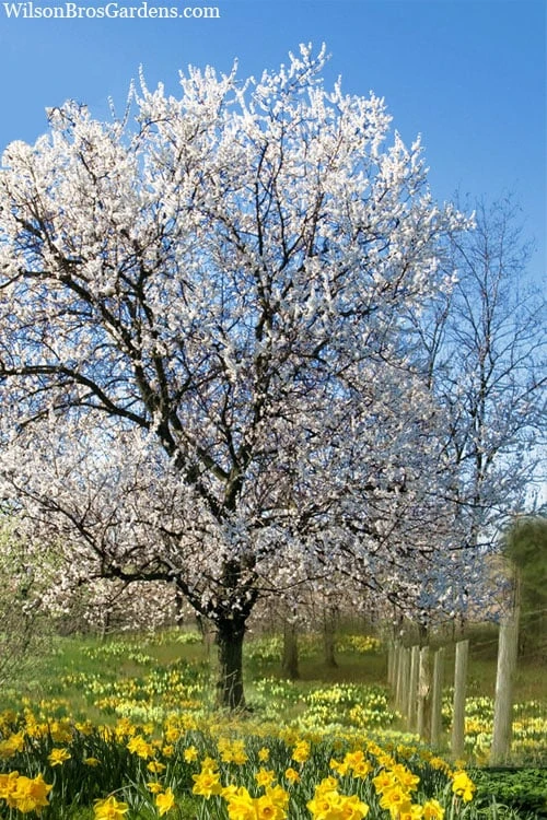 Fragrant Snow Japanese Flowering Apricot (Prunus Mume) - 2 Gallon Pot - Image 4