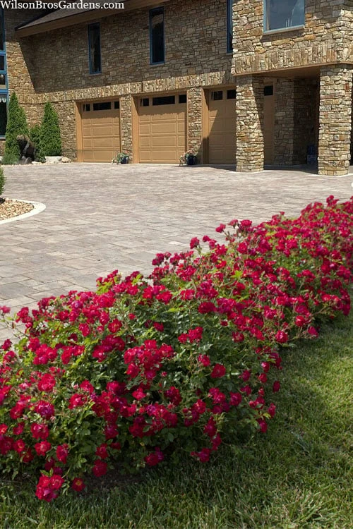 Red Drift Groundcover Rose - 1 Gallon Pot - Image 4