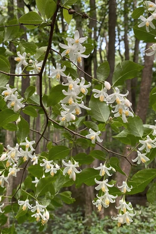 American Snowbell Tree (Styrax Americanus) - 1 Gallon Pot - Image 4